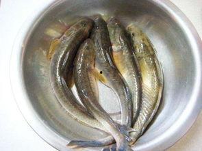 海鲶鱼被爆料视频,揭秘海洋生物的生存现状 第2张 海鲶鱼被爆料视频,揭秘海洋生物的生存现状 第2张