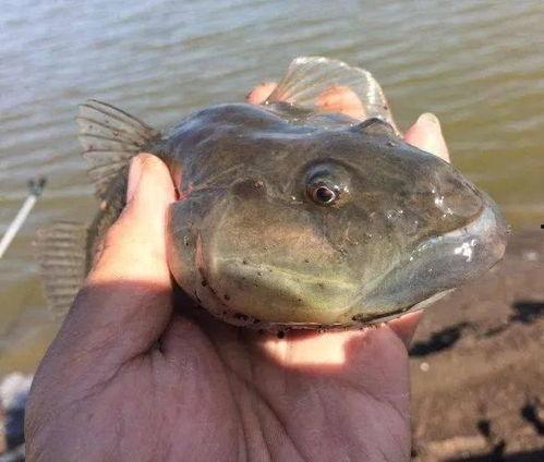 海鲶鱼被爆料视频,揭秘海洋生物的生存现状 第3张 海鲶鱼被爆料视频,揭秘海洋生物的生存现状 第3张