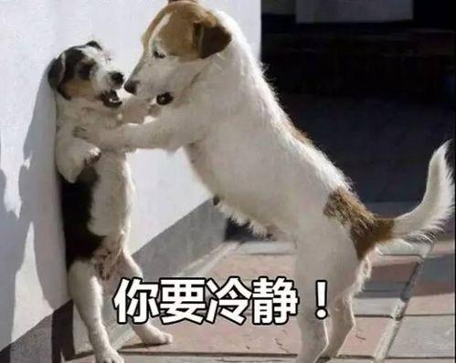 娱乐吃瓜酱中狗妈,娱乐吃瓜酱中的明星宠妈故事