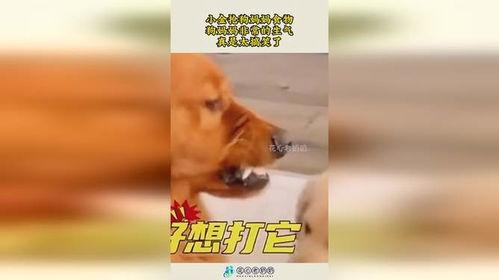 娱乐吃瓜酱中狗妈,娱乐吃瓜酱中的明星宠妈故事 第2张 娱乐吃瓜酱中狗妈,娱乐吃瓜酱中的明星宠妈故事 第2张