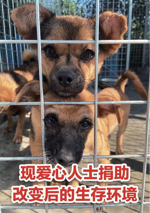 娱乐吃瓜酱中狗妈,娱乐吃瓜酱中的明星宠妈故事 第3张 娱乐吃瓜酱中狗妈,娱乐吃瓜酱中的明星宠妈故事 第3张