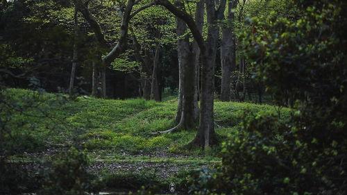 春的森林在线观看免费,森林春日美景免费在线观赏之旅 第2张 春的森林在线观看免费,森林春日美景免费在线观赏之旅 第2张