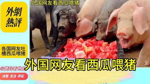 小猪娱乐吃瓜直播间视频,揭秘娱乐圈幕后故事 第3张 小猪娱乐吃瓜直播间视频,揭秘娱乐圈幕后故事 第3张