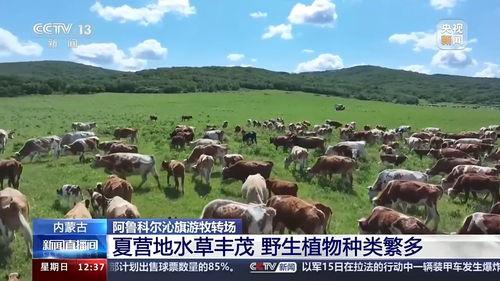 今天牧场在线观看,云端牧歌,尽享田园风光 第2张 今天牧场在线观看,云端牧歌,尽享田园风光 第2张