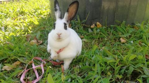 兔子日常爆料视频大全下载,揭秘兔子家族的欢乐时光  第2张