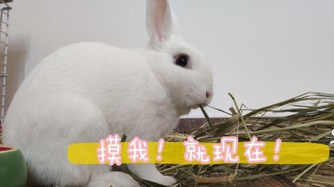 兔子日常爆料视频大全下载,揭秘兔子家族的欢乐时光  第3张