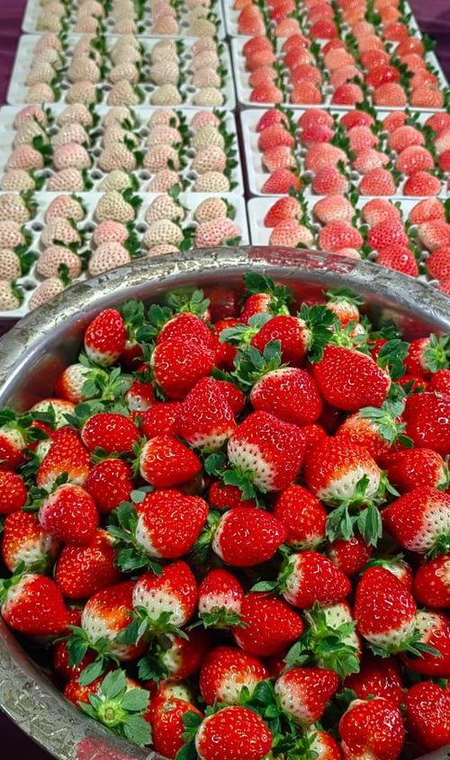 最新爆料草莓,揭秘神秘生成背后的科技秘密  第3张