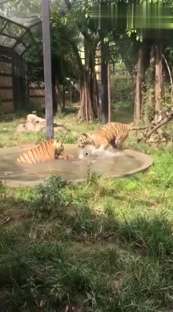 王庄爆料二虎视频大全,二虎视频大全精彩瞬间大盘点