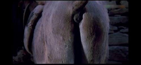 王庄爆料二虎视频大全,二虎视频大全精彩瞬间大盘点  第2张