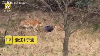 王庄爆料二虎视频大全,二虎视频大全精彩瞬间大盘点  第3张