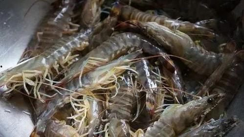 基围虾最新爆料