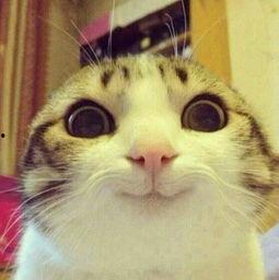 猫咪爆料视频素材无水印,揭秘无水印爆料视频中的萌态瞬间