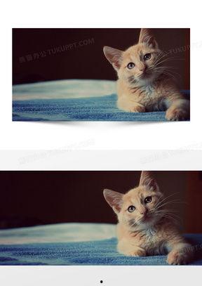 猫咪爆料视频素材无水印,揭秘无水印爆料视频中的萌态瞬间 第2张 猫咪爆料视频素材无水印,揭秘无水印爆料视频中的萌态瞬间 第2张