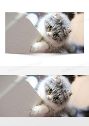 猫咪爆料视频素材无水印,揭秘无水印爆料视频中的萌态瞬间 第3张 猫咪爆料视频素材无水印,揭秘无水印爆料视频中的萌态瞬间 第3张