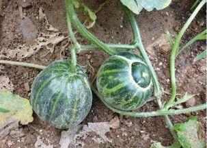 农村宝妈网红吃瓜,揭秘农村网红生活点滴