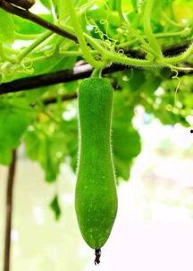 农村宝妈网红吃瓜,揭秘农村网红生活点滴  第3张