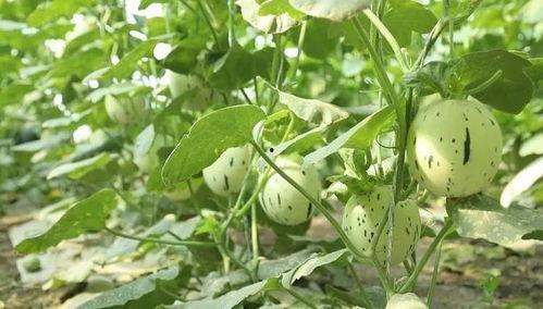 瓜州停车场免费吃瓜,免费吃瓜,夏日清凉好去处 第2张 瓜州停车场免费吃瓜,免费吃瓜,夏日清凉好去处 第2张