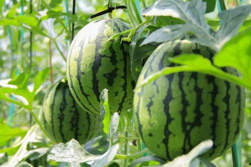 瓜州停车场免费吃瓜,免费吃瓜,夏日清凉好去处 第3张 瓜州停车场免费吃瓜,免费吃瓜,夏日清凉好去处 第3张